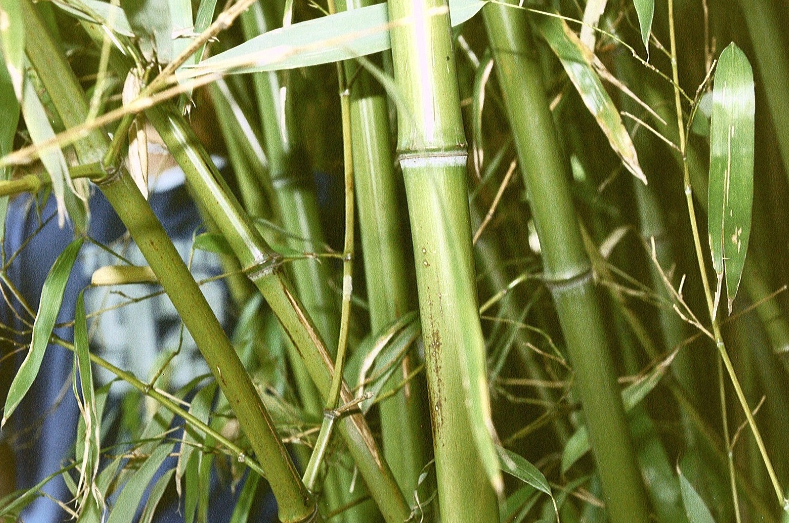 MOSO lanceert Flexbamboo